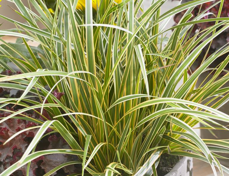 Carex morowii 'Everglow'®